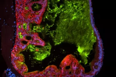 Green, red and blue ECAD IPS cells.