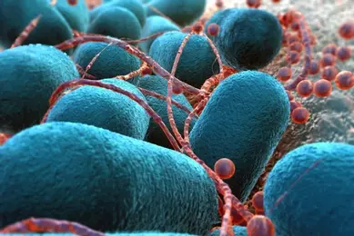 Closeup of teal-blue Escherichia coli balls covered in red yard-like strings.