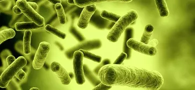Dark green, yellow, floating rods of bacteria.