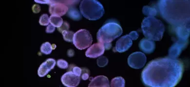 Fluorescent microscopy image showing multiple organoids in shades of blue, purple, and pink against a dark background, illustrating 3D cellular structures used in biomedical research.