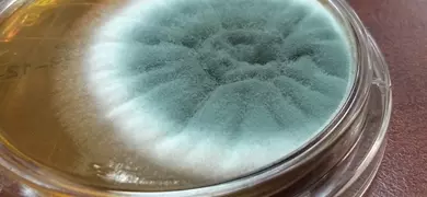 Close-up of a petri dish with a circular mold colony, featuring a dark green center that fades to light green and white at the edges, resting on a brown surface.