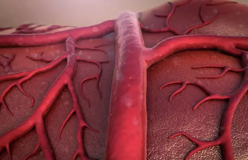 Blood_Vessels_iStock_000055284112_XXXLarge.jpg