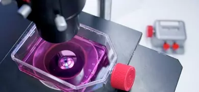 Close-up of a microscope examining a t-flask filled with pink liquid, with additional lab containers featuring red caps visible in the background.