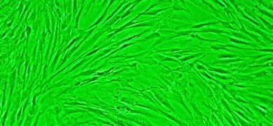 Green WI-38 primary lung fibroblast cell culture.