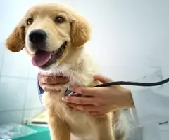 A light-brown puppy being held by a vet, holding a stethoscope to the dog's chest.