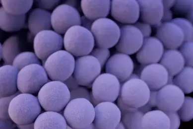 Round, floating, purple-blue balls of staphylococcus aureus bacteria.