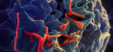 17778_lores Ebola budding from Vero cell _ NIAID.jpg