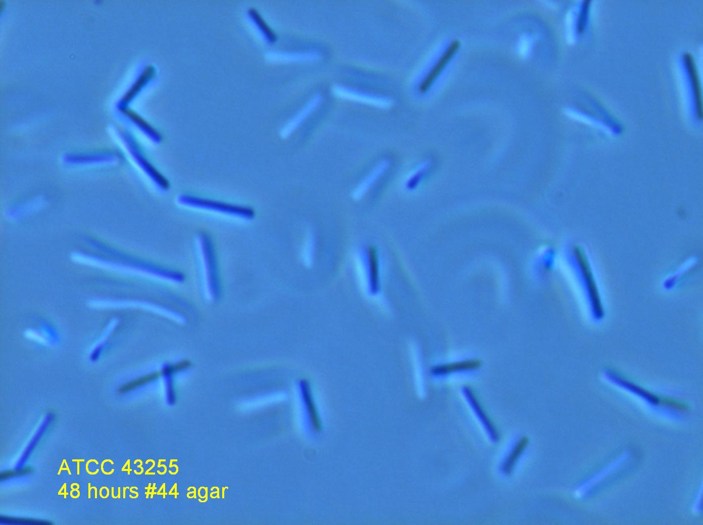 ATCC 43255 Photomicrograph