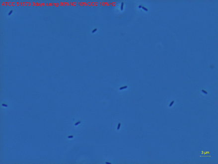 ATCC 51573 Micrograph of Cells at 1000X