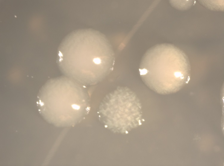 Micrograph of Colonies on ATCC Medium #1376