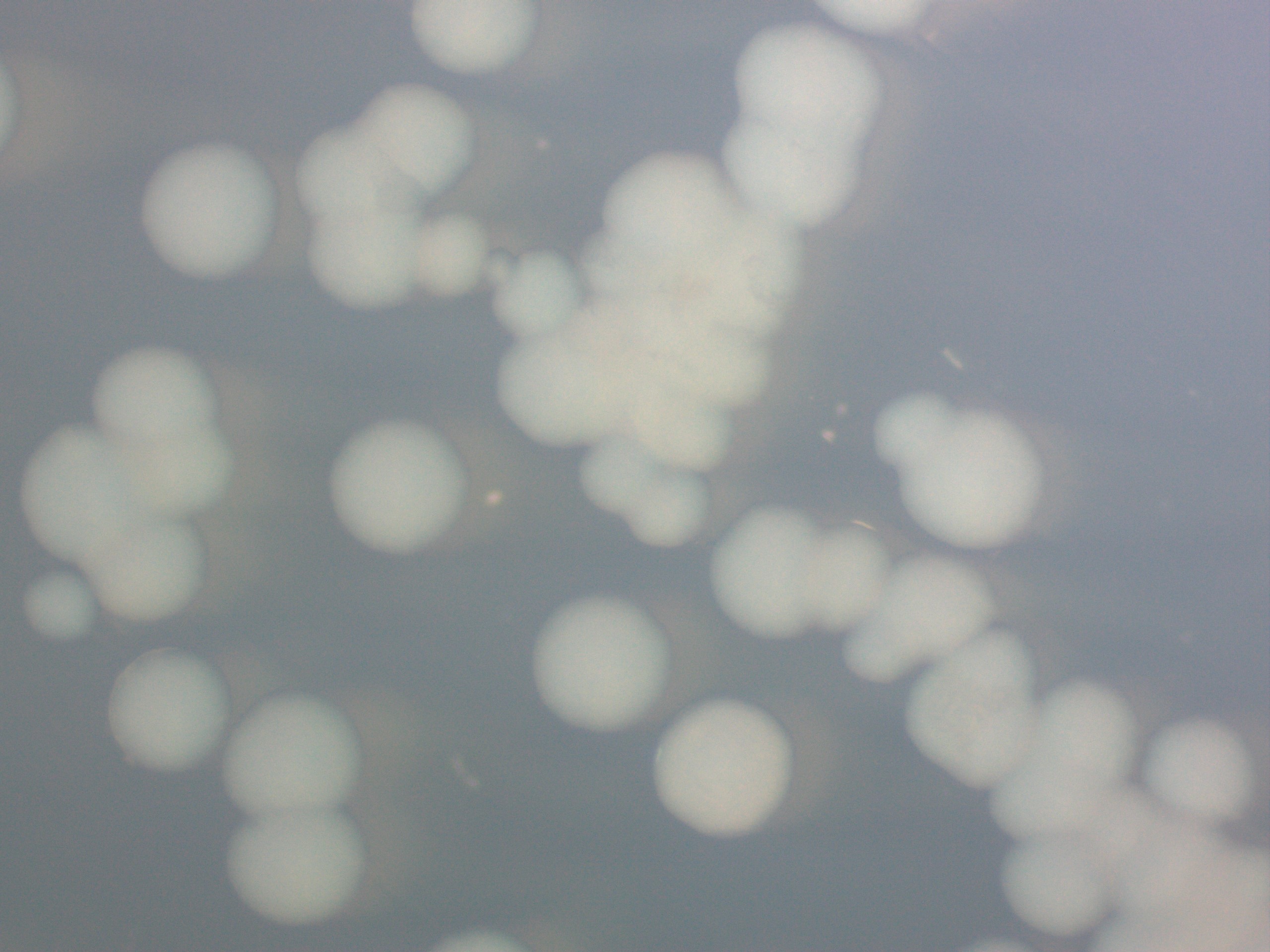7823 Image 1