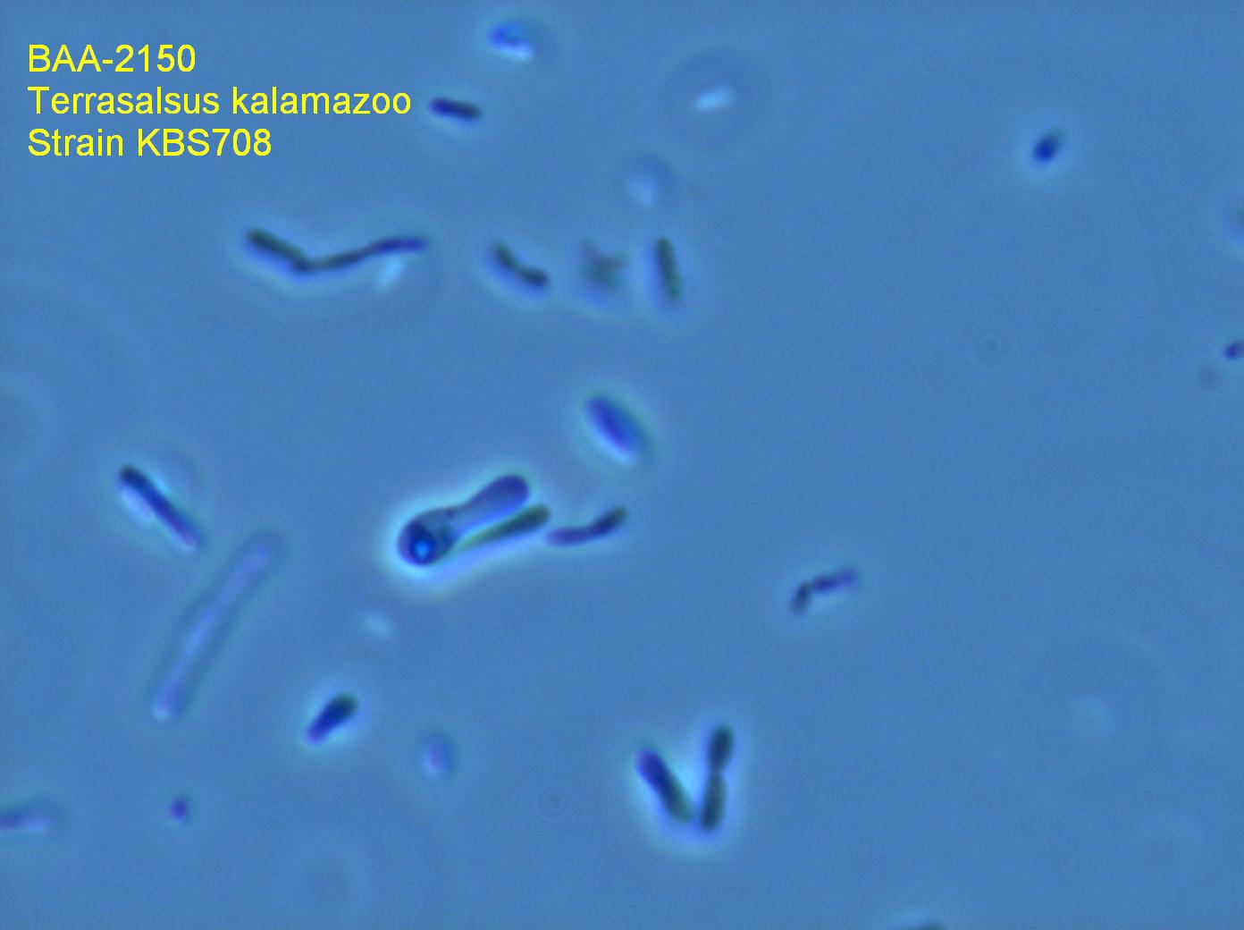 BAA-2150 Image