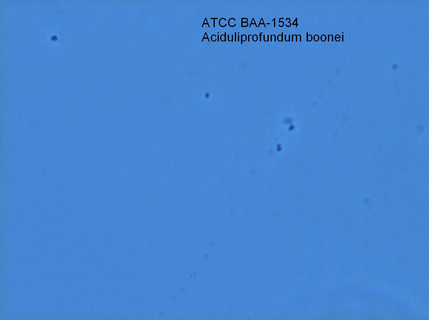 ATCC BAA-1534 Growth Image