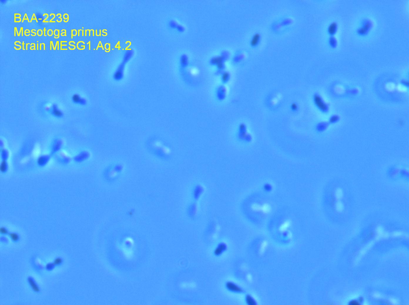 ATCC BAA-2239 Microphotograph