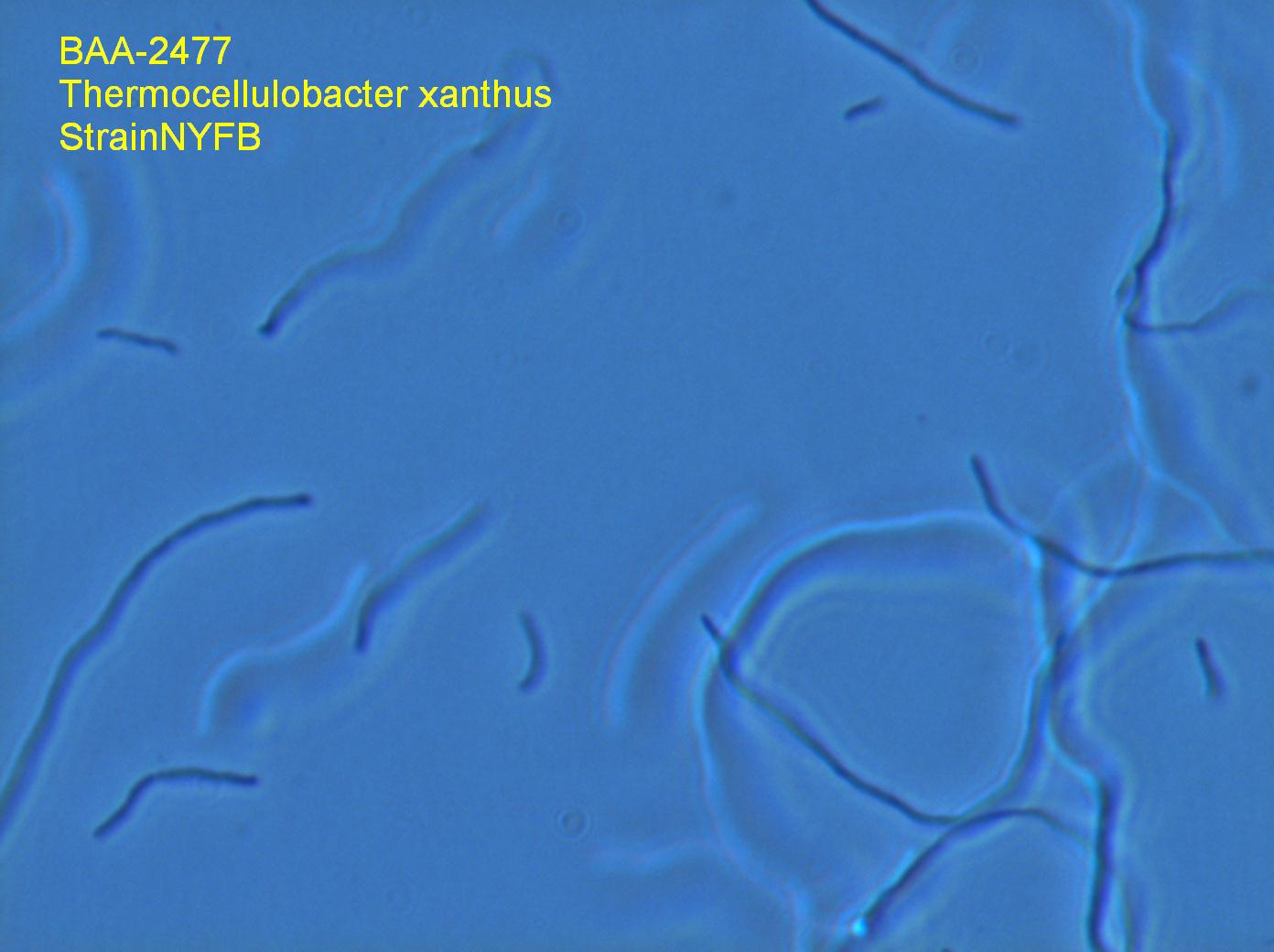 BAA-2477 micrograph