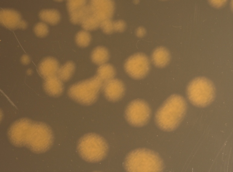 BAA-2477 Image 1