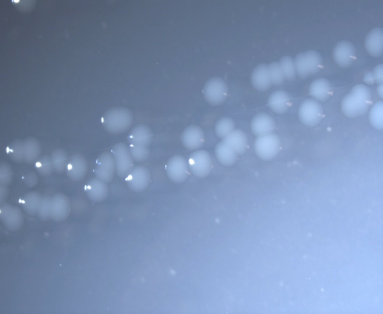 ATCC BAA-2528 Photomicrograph