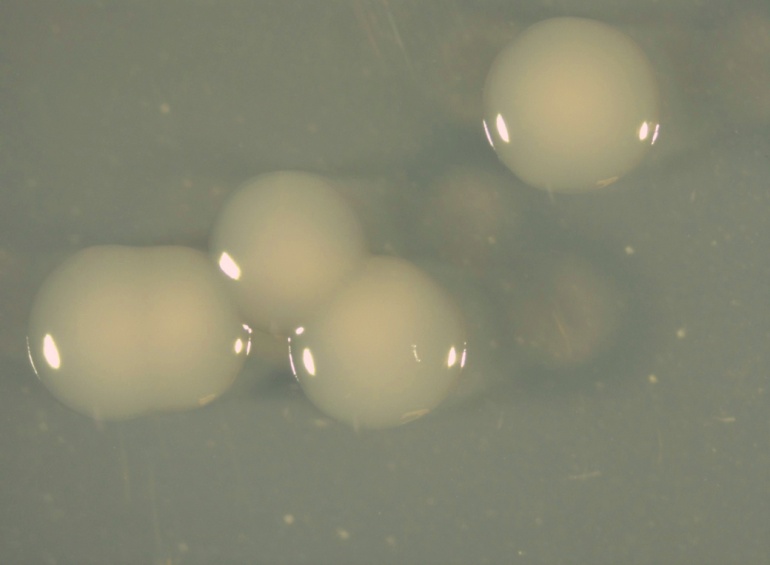 ATCC BAA-2507 growth image 1
