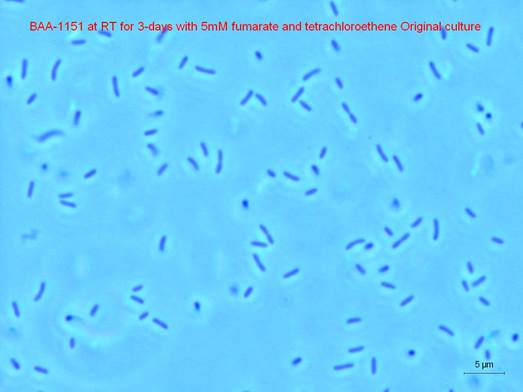 ATCC BAA-1151 Image