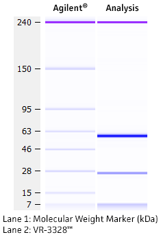 Molecular weight for heavy and light chains