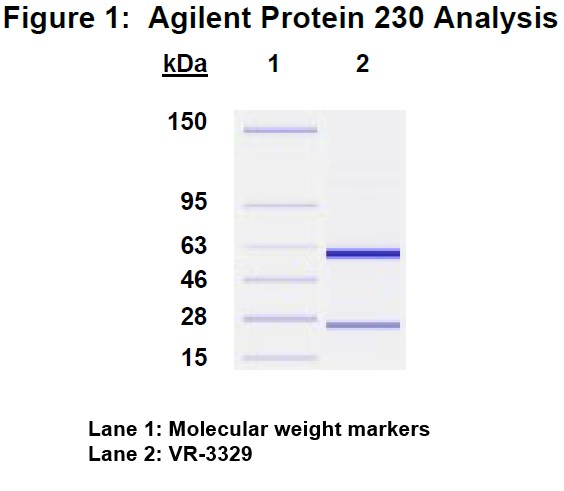 Molecular weight for heavy and light chains