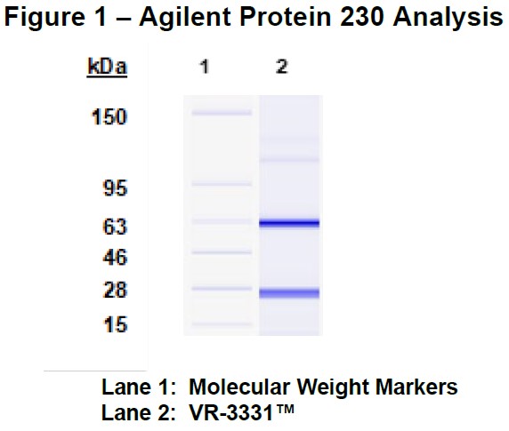 Molecular weight for heavy and light chains