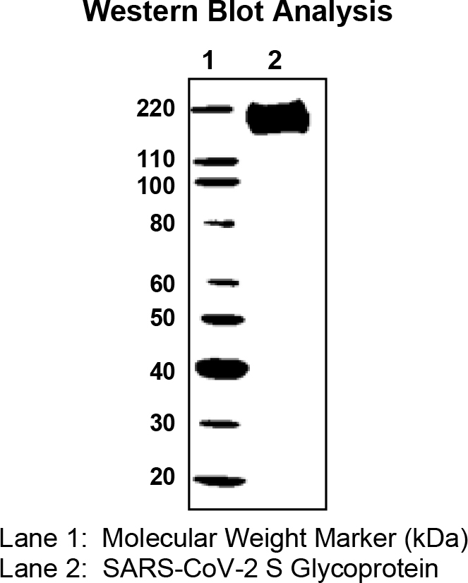 VR-1997 Western blot analysis