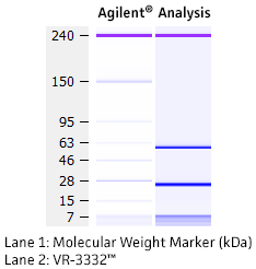 Molecular weight for heavy and light chains