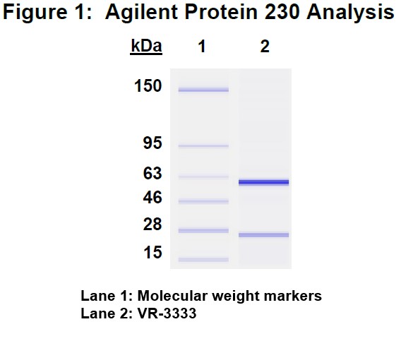 Molecular weight for heavy and light chains