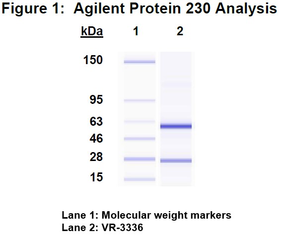 Molecular weight for heavy and light chains