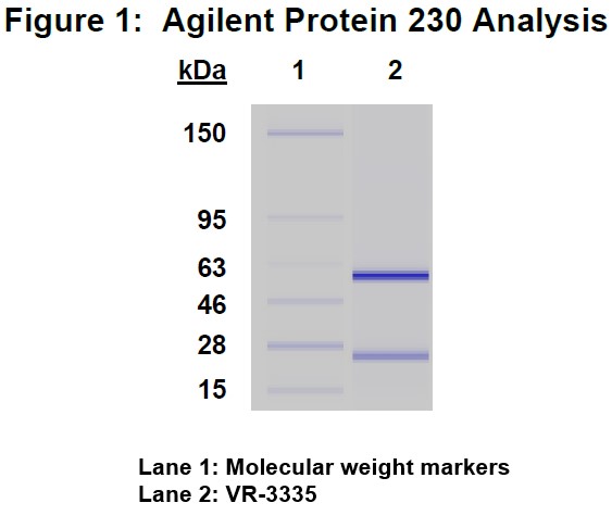 Molecular weight for heavy and light chains