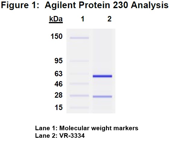 Molecular weight for heavy and light chains