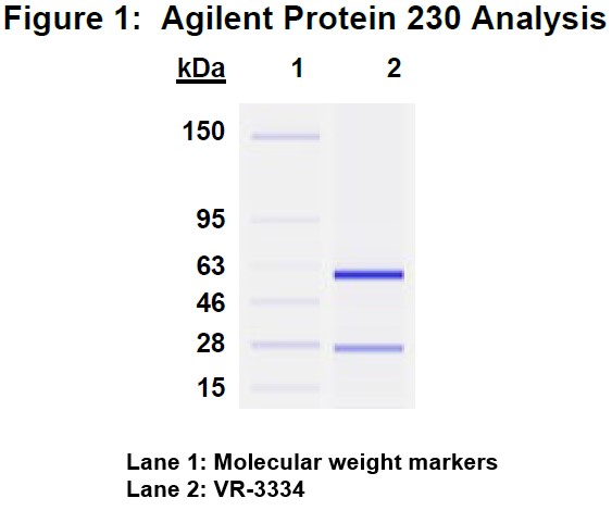 Molecular weight for heavy and light chains