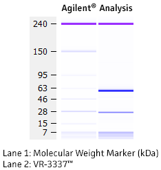 Molecular weight for heavy and light chains