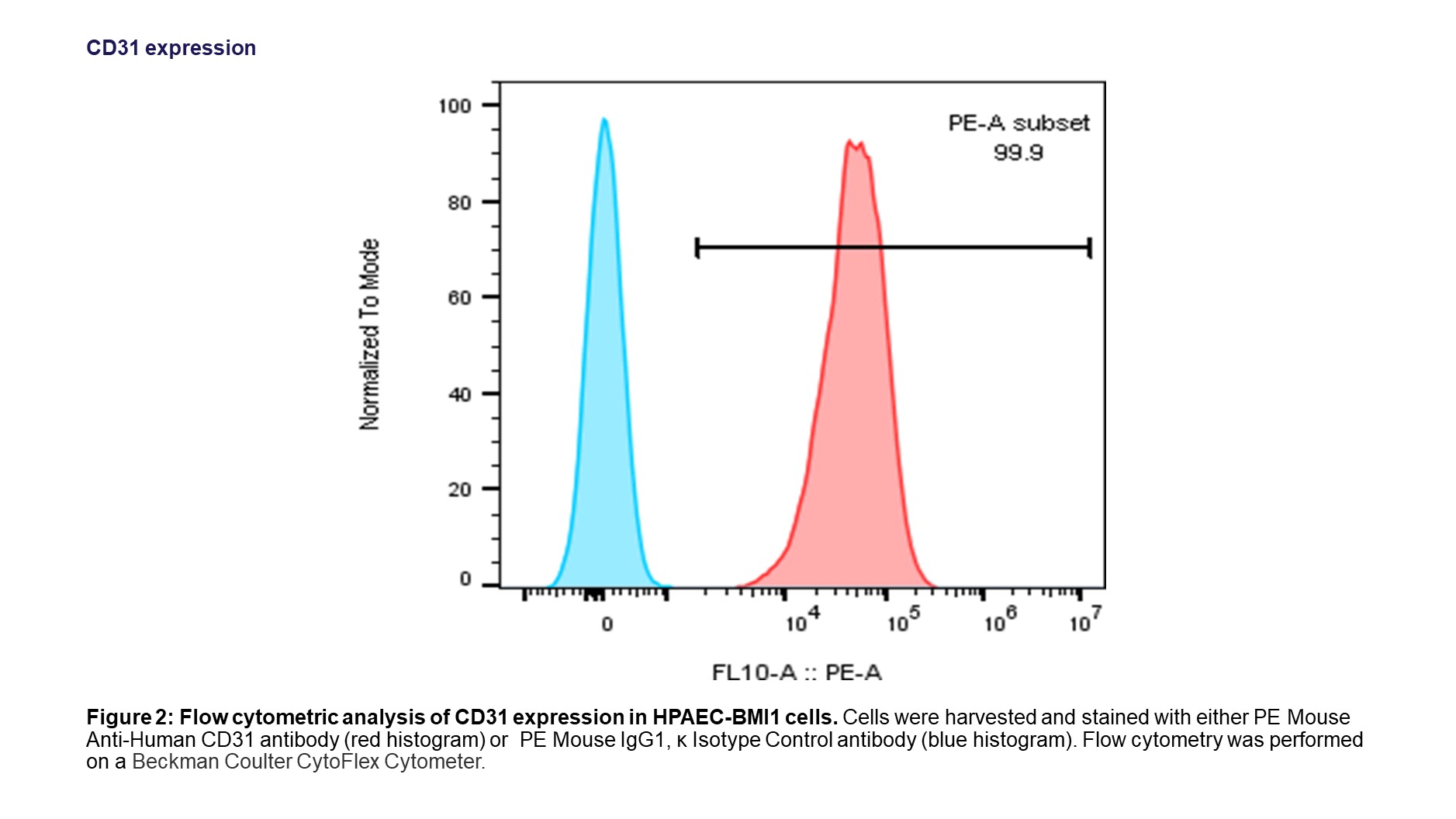 CD31 of HPAEC-BMI1 cells