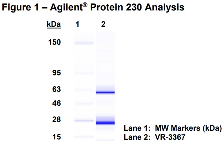 Molecular weight for heavy and light chains