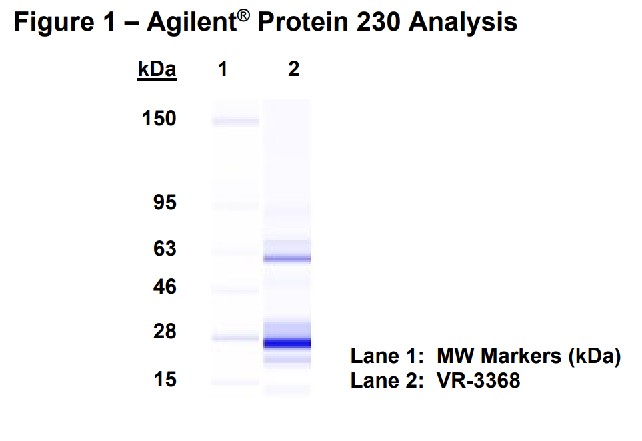 Molecular weight for heavy and light chains
