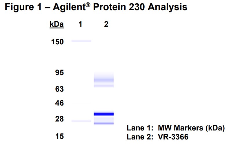 Molecular weight for heavy and light chains