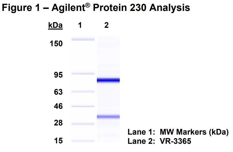 Molecular weight for heavy and light chains
