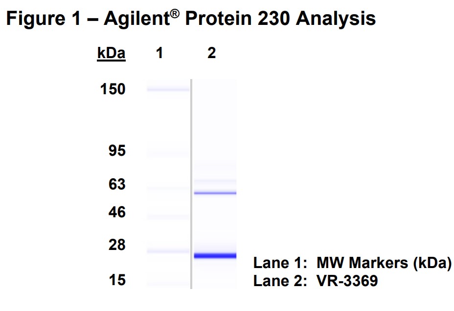 Molecular weight for heavy and light chains