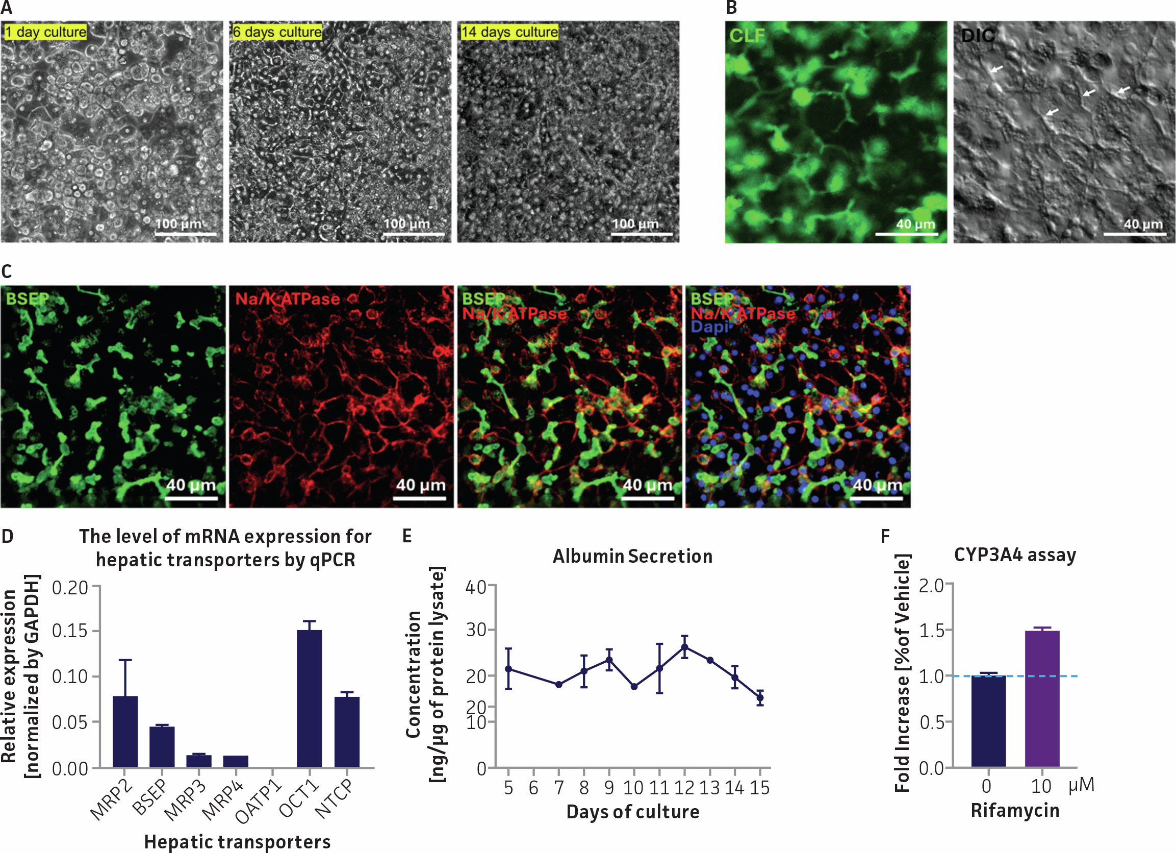 Figure showing functional characterization of HepatoXcell™ Pro in a flat-bed fluidic culture system, including phase-contrast images of hepatocyte organization, CLF efflux assay, confocal imaging of canalicular membranes, transporter expression bar graph, albumin secretion line graph, and CYP3A4 induction bar chart.