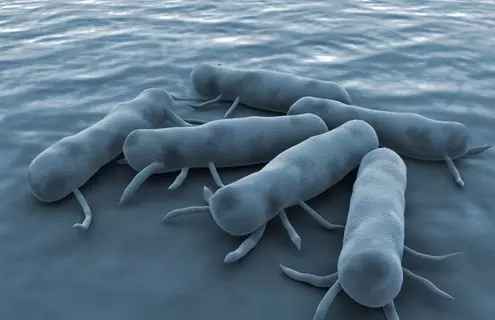 3D illustration of Salmonella Bacteria in blue