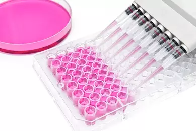 Multi channel pipette and 96 well transparent plate for cell based assay