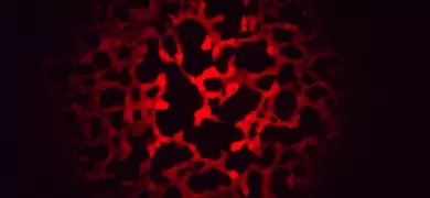 Red single plaque owl monkey kidney cell.