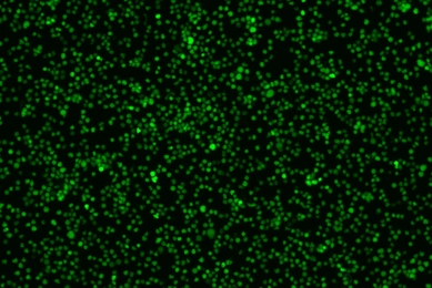 CRL-3580-GFP-Luc2