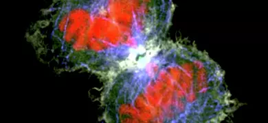 White, red, and blue HeLa cancer cell cytokinesis.