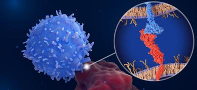 Immune checkpoint: Interaction between PD-1 (blue) on a T-cell and PD-L1 (red) on a cancer cell and PD-L1 inhibits T-cells