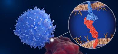 Immune checkpoint iStock-1408900938.jpg