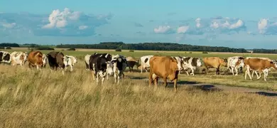 A herd of cows grazes peacefully in a wide, open field beneath a blue sky dotted with scattered clouds, surrounded by tall grass and a distant tree line.