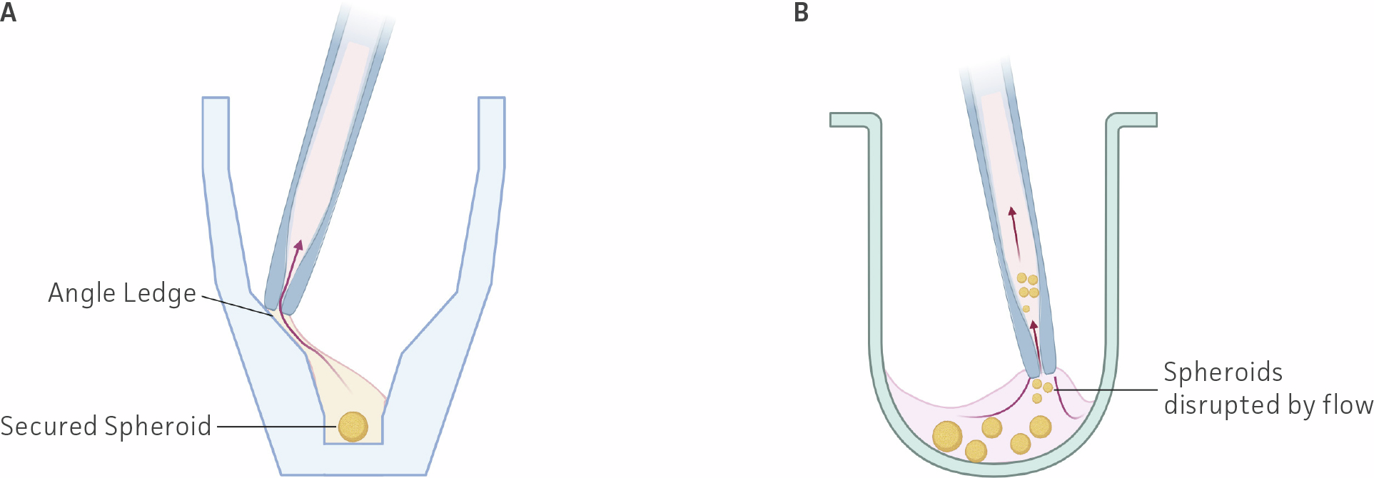 A side‑by‑side diagram compares a ThawReady™ well and a U‑bottom well during medium removal. In the ThawReady™ well, the angled ledge keeps the spheroid secured while the pipette removes over 90% of the medium without disturbing it, whereas in the U‑bottom well, the spheroid is disrupted by fluid flow and risks accidental aspiration. (Image created with BioRender.com.)